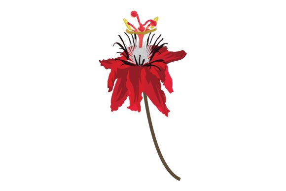 Passion Flowers Digital Illustration: Graphics and Illustrations for Editorial Design